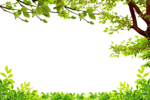 Leaf and tree branch frame isolated on white background. 스톡 이미지