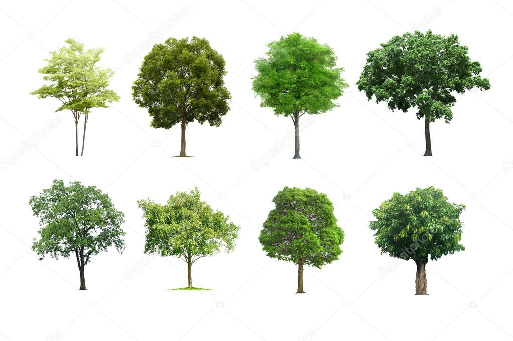 Tree set isolated on white background.