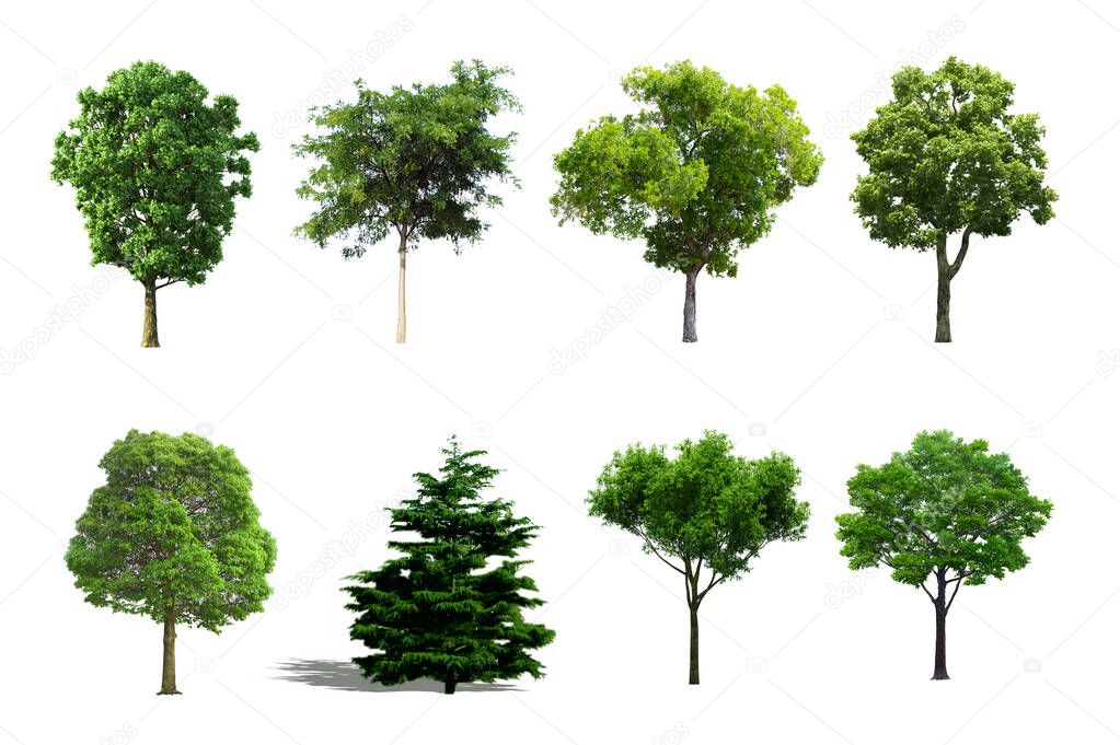 Tree set isolated on white background.