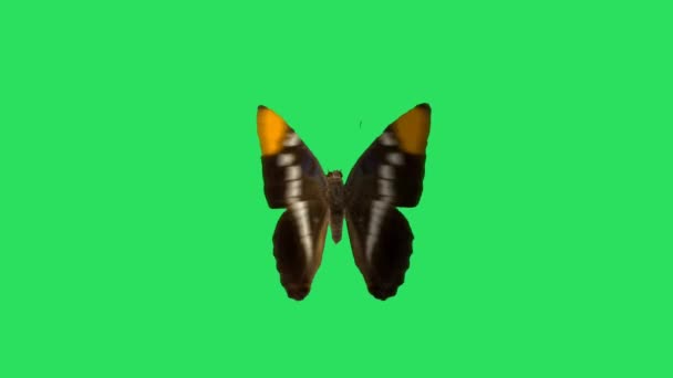 Animation Black Butterfly Green Background — Stock Video