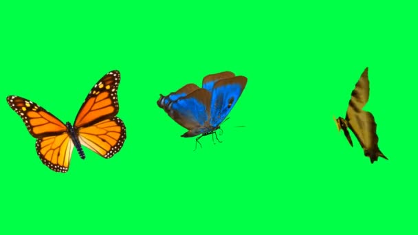 Butterfly Animation Colorful Stok Video Butterfly Animation Colorful Rekaman Bebas Royalti Depositphotos