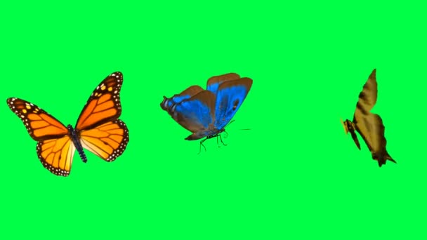 Animace oranžová a modrá motýl na zeleném pozadí.