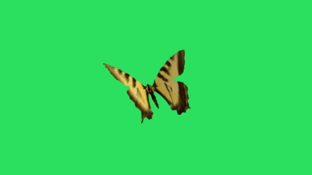 Animation Gelber Schmetterling Auf Grünem Hintergrund — Stockvideo