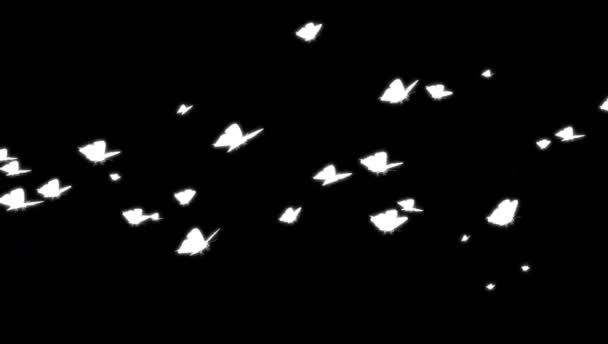 Animation White Butterflies Flying Left Right Black Background — 비디오