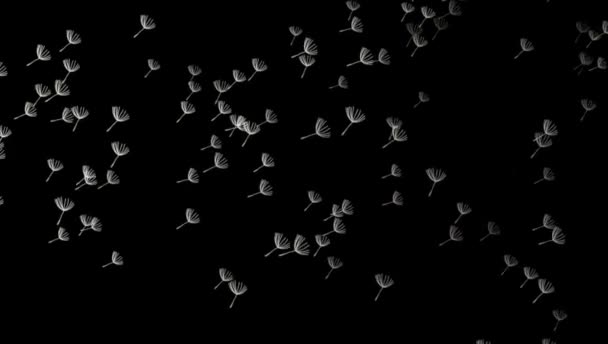 Animation White Grass Flowers Float Left Right Black Background — Stock Video