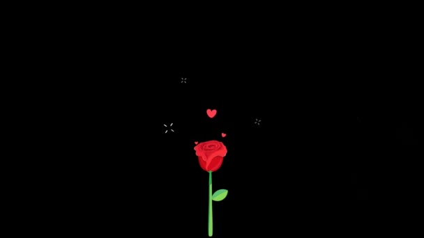 Animation Red Rose Black Background — Stock Video