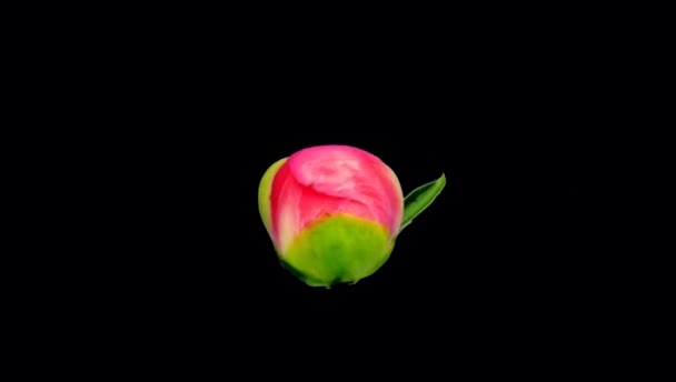 Time-lapse de fleur de pivoine rose fleurissant sur fond noir .