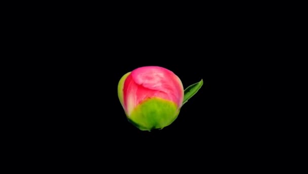 Time Lapse Fleur Pivoine Rose Fleurissant Sur Fond Noir — Video