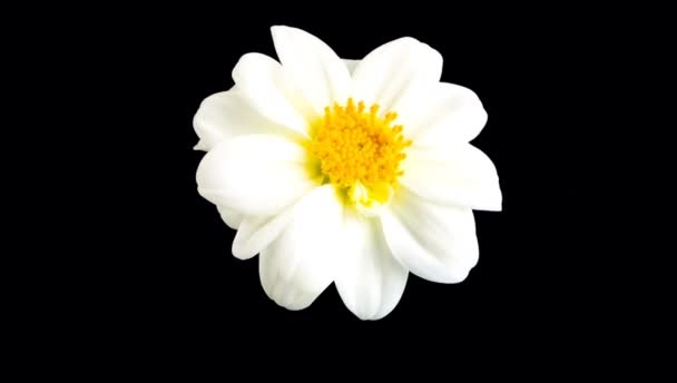 Time Lapse White Flower Blooming Black Background — Stock Video