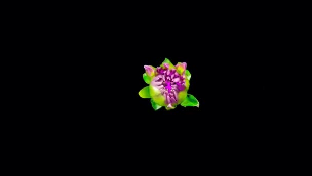 Time Lapse Purple Flower Blooming Black Background — Stock Video