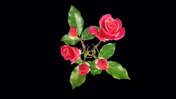 黒を背景にピンク色のバラの花が咲く時間経過 — ストック動画