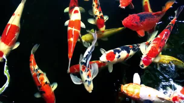 Барвиста Риба Кої Плаває Басейні — стокове відео