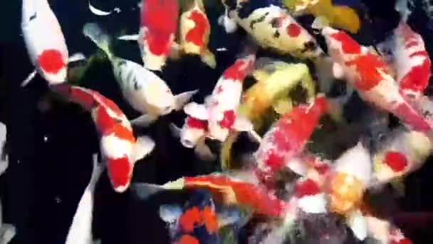 Colorido Pez Carpa Nadando Estanque Gris — Vídeo de stock