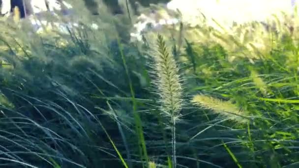 Gräset Blommar Skakade Vinden — Stockvideo