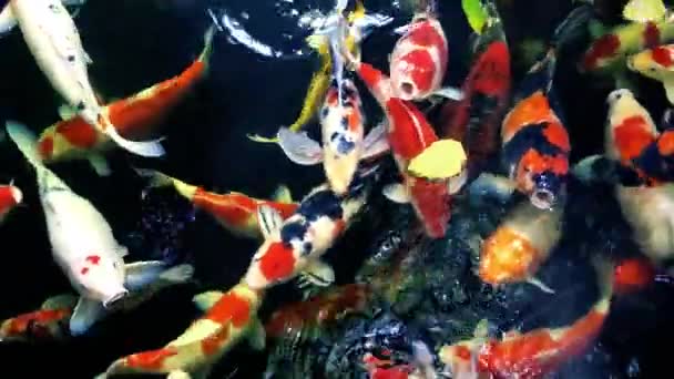 Colorful Carp Fish Swimming Gray Pond — Stock Video