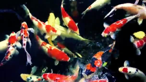 多彩的鲤鱼在灰色的池塘里游来游去 — 图库视频影像