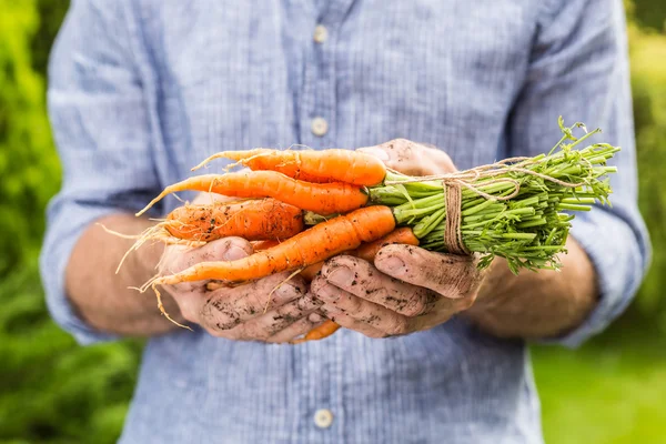 Ramo de zanahorias jóvenes en las manos del jardinero — Foto de Stock