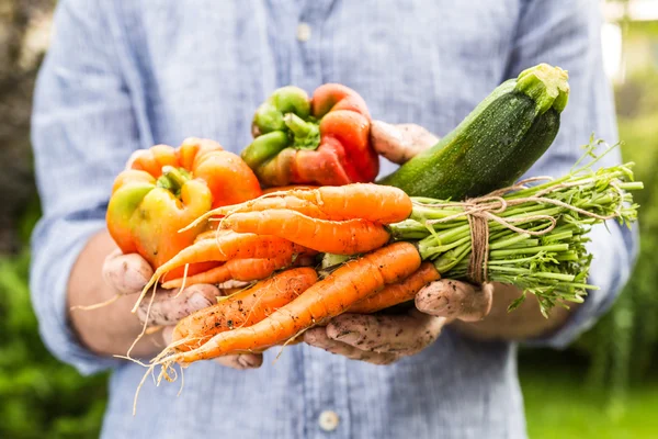 Verse natte groenten in handen van de gardener's - voorjaar — Stockfoto
