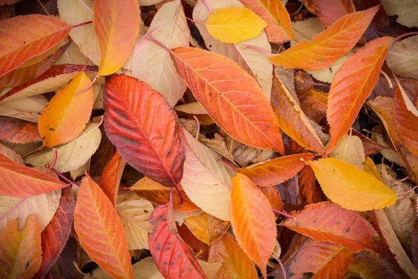 Feuilles d'automne colorées capturées d'en haut (vue du dessus ) — Photo