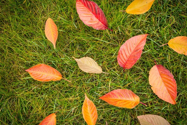 Colorful autumn leaves on green grass (lawn) - top view — Stock Photo, Image