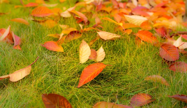 Colorful autumn leaves on green grass (lawn) — Stock Photo, Image