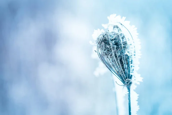 Frozen winter meadow close up - nature details — Stock Photo, Image