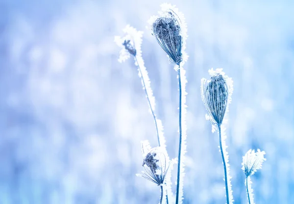 Pré d'hiver gelé de près - détails de la nature — Photo