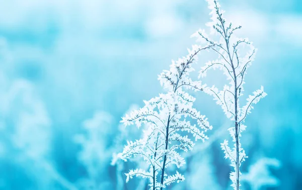 Frozen winter meadow close up - nature details — Stock Photo, Image