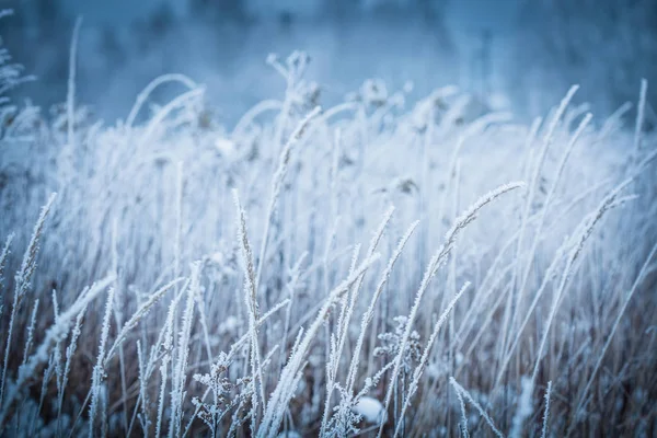 Frozen winter meadow close up - nature details — Stock Photo, Image
