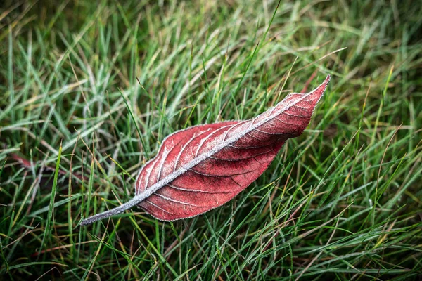 Rødt efterårsblad dækket med frost på græs - udsigt over toppen - Stock-foto