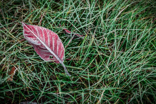 Rødt efterårsblad dækket med frost på græs - udsigt over toppen - Stock-foto