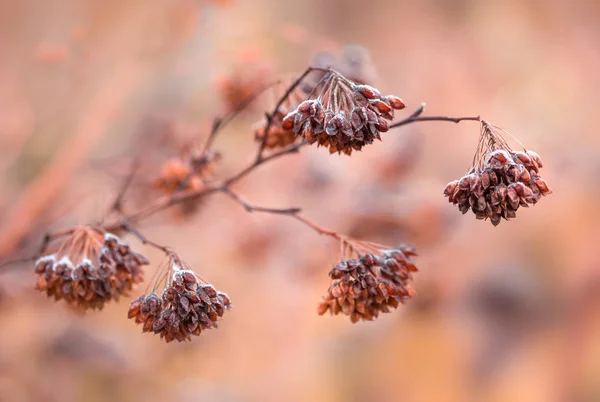 Autumn (fall) meadow covered with frost close up — Stock Photo, Image