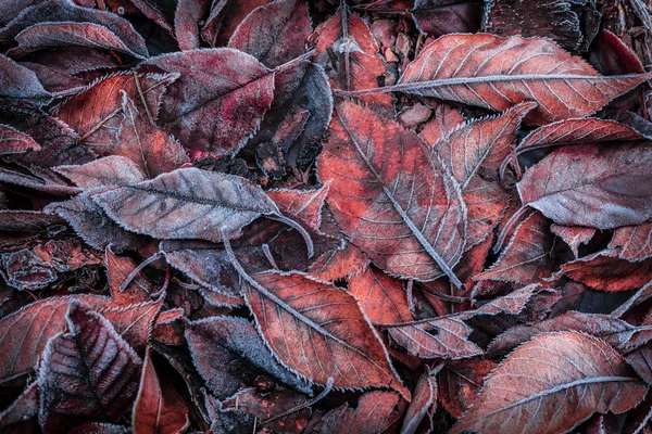 Feuilles d'automne recouvertes de givre - fond — Photo