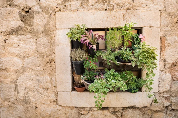 Plantas de maceta en la pared - pequeña idea de jardinería espacio — Foto de Stock