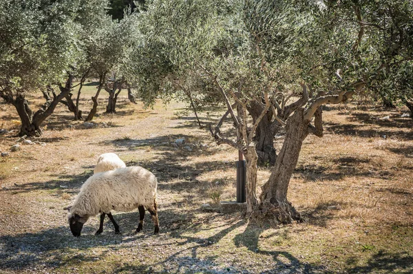 Antiguo olivar con ovejas pastando - paisaje —  Fotos de Stock