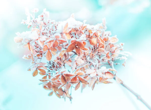 Hiver - branche de fleurs congelées gros plan (macro ) — Photo