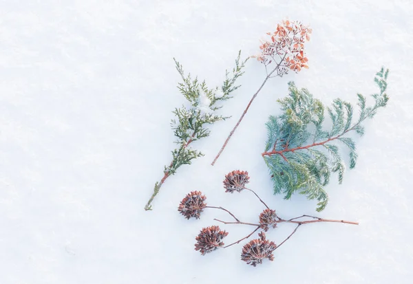 Zima - zmrzlé rostliny na pozadí přírodního sněhu — Stock fotografie