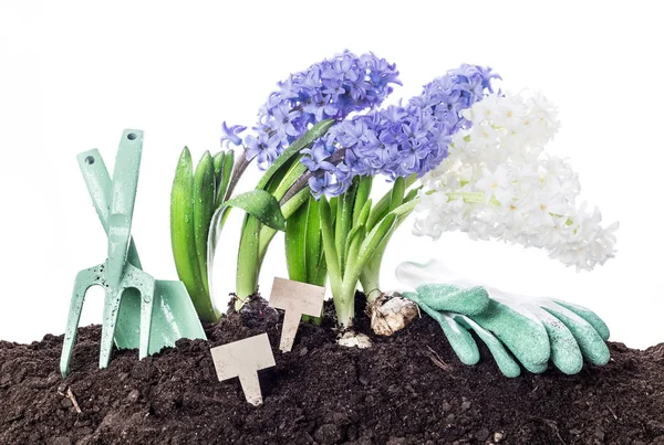 Primavera - flores, herramientas de jardinería y tierra - aislado en blanco —  Fotos de Stock