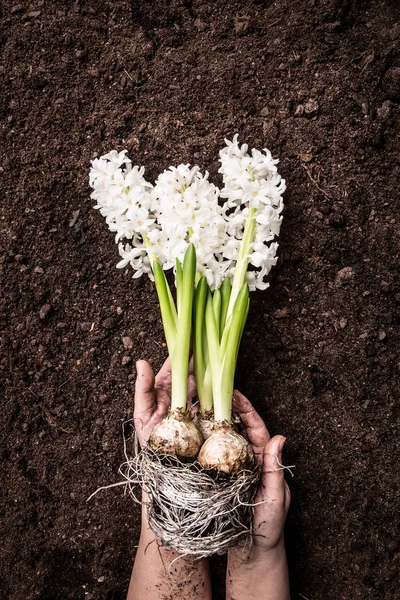 Весна - Гиацинтовый цветок в женских руках на почвенном фоне — стоковое фото