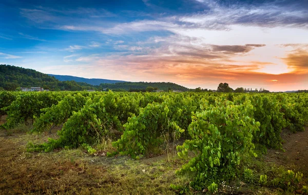 Viñedo y paisaje al atardecer - agricultura —  Fotos de Stock