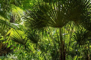 Tropikal yaz arka plan - egzotik yeşil yaprakları