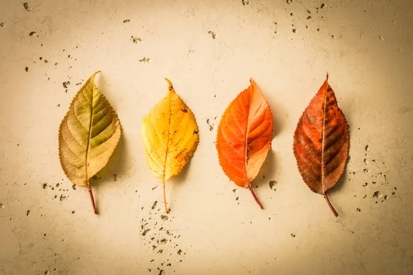 Podzim (podzim) - barevné listy na kamenné pozadí — Stock fotografie