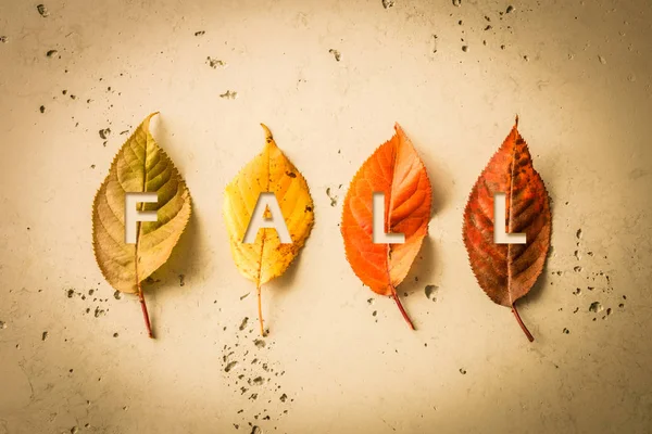 Осенний дизайн плаката с четырьмя цветными листьями — стоковое фото