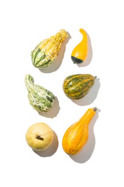 Küçük renkli dekoratif kabak çeşitleri