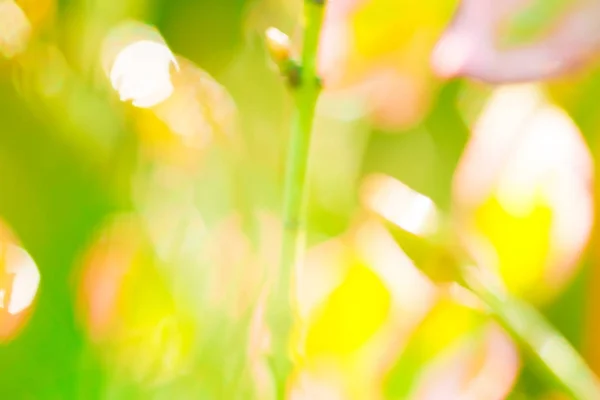 Fond pastel printemps (texture) - prairie floue — Photo