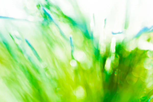 Primavera verde fresco fundo abstrato (textura ) — Fotografia de Stock