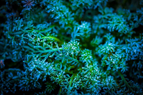 Macro - plantas de prado congeladas, natureza no inverno — Fotografia de Stock