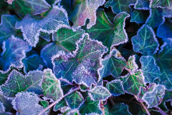 Macro - feuilles de lierre congelées, jardin d'hiver — Photo