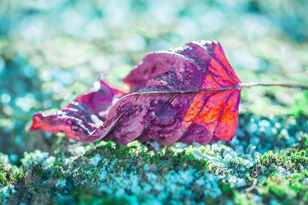Macro - hoja roja sobre musgo congelado, clima invernal —  Fotos de Stock