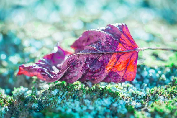 Macro - feuille rouge sur mousse gelée, temps hivernal — Photo